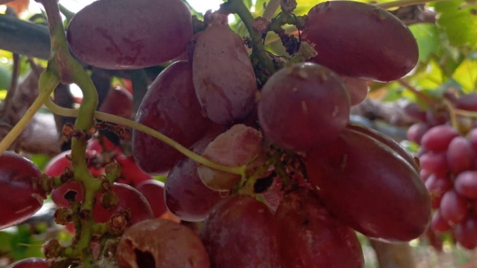 Começo de ano chuvoso já traz perdas entre 15 e 20% nas frutas de Petrolina/PE