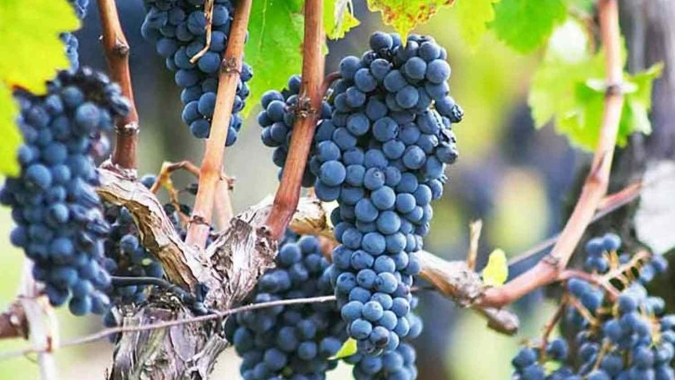 Clima quente e seco reduz produção de vinho francês para abaixo da média de 5 anos