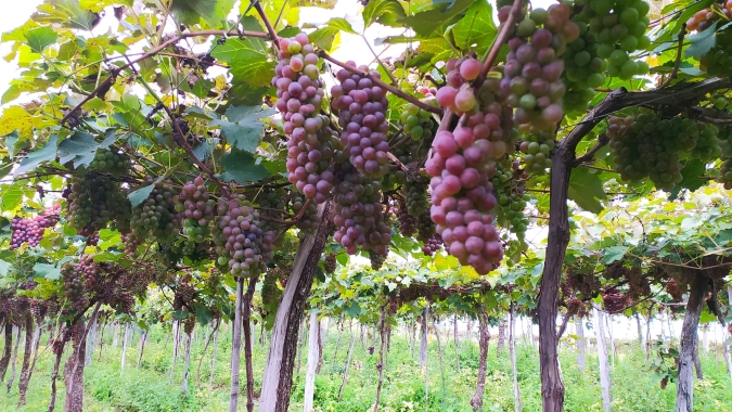 Produtores do Sudoeste do Paraná debatem tecnologias para impulsionar a produção de uvas