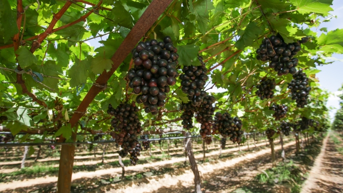 Abrafrutas celebra grande conquista: mercado chinês abre as portas para uvas frescas brasileiras