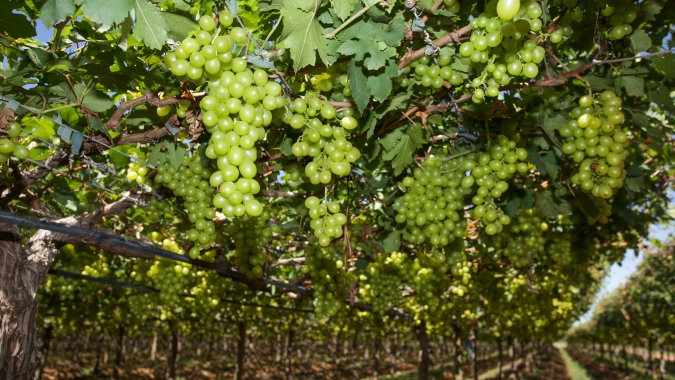 Uva/Cepea: Mercado do Vale segue com baixa oferta