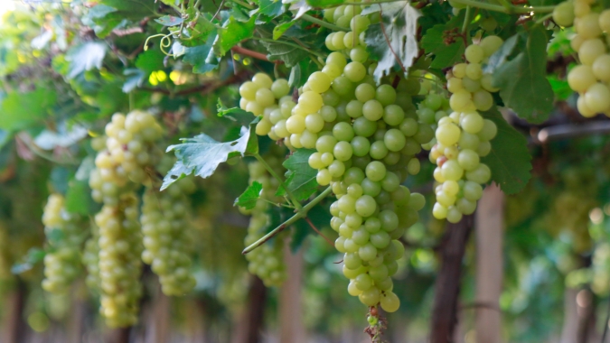 Vinícola Aurora projeta safra de 85 milhões de quilos e registra aumento de área destinada a uvas para espumantes