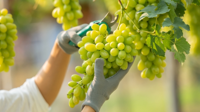 Safra da uva inicia na Cooperativa Vinícola Aurora e estimativa é chegar aos 63 milhões de quilos