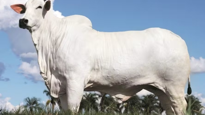 Vaca do Paraná é vendida por maior preço do mundo em leilão: R$54 milhões