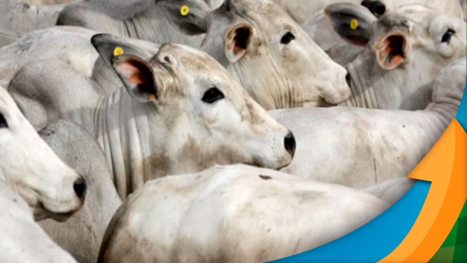 Diante da fraqueza do consumo interno, exportações de carne ganham relevância na precificação da arroba do boi, mas esbarram nos baixos preços internacionais