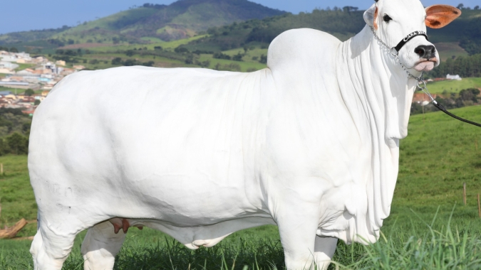 A vaca recordista de preços Viatina-19 FIV Mara Móveis à venda no dia 16 de junho