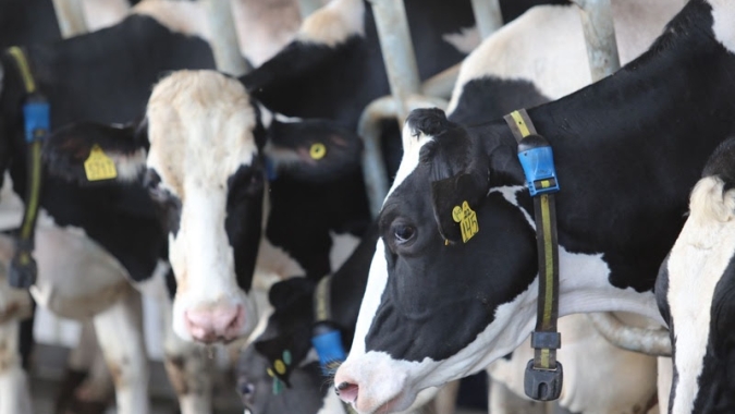 Dia Nacional da Pecuária: pecuária de precisão impulsiona a sucessão familiar e transforma a gestão no campo