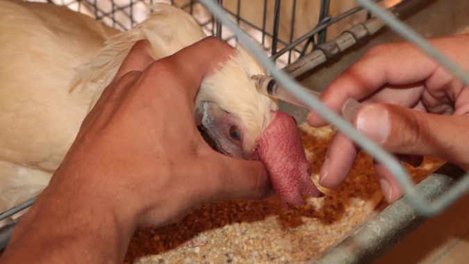 Uruguai: Governo estuda vacinação em massa de aves contra gripe aviária
