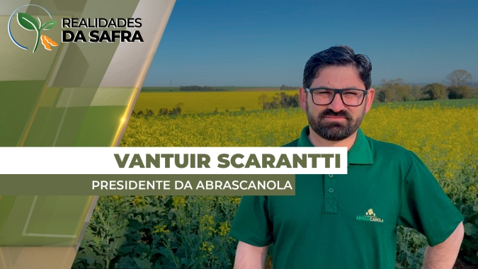 Área de canola deve crescer cerca de 20% em 2025