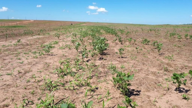 Período de vazio sanitário da soja começa neste domingo (8) em Mato Grosso