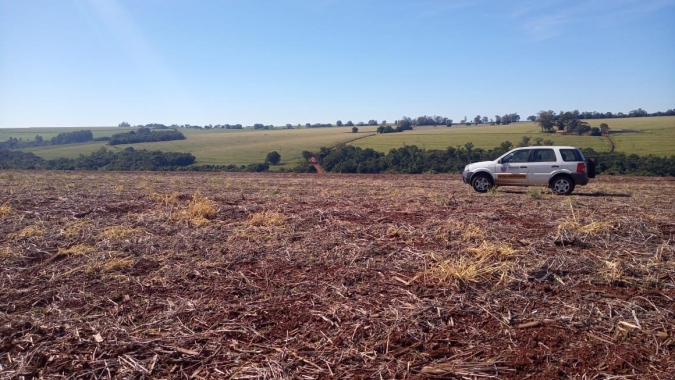 Paraná: Vazio sanitário da soja inicia nesta sexta-feira no Sul, Leste, Campos Gerais, Litoral e RMC