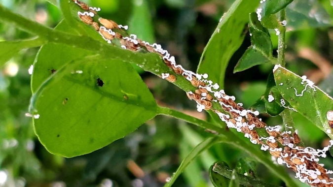 Com vespinhas, IDR-Paraná ajuda a controlar doença que afeta plantios de cítricos