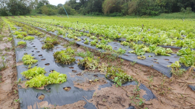 Boletim da Conab traz impactos das fortes chuvas na produção de frutas e hortaliças no Rio Grande do Sul