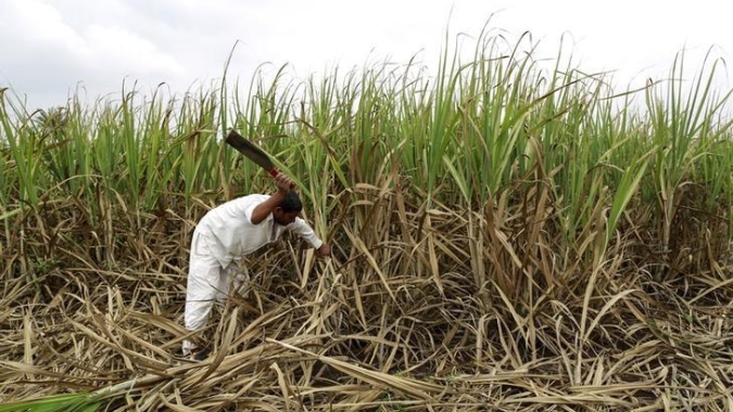 Bloomberg: Etanol de cana na Índia pode aumentar riscos de inflação dos alimentos