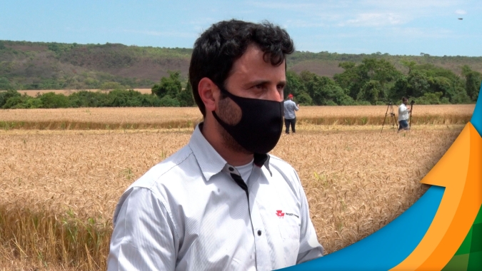Com genética adaptada, irrigação e pressão de doenças diferentes, trigo do cerrado cresce e bate recordes de produtividade e qualidade