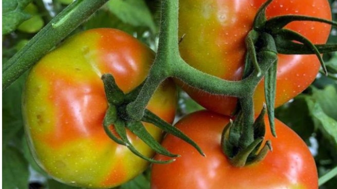 Vírus do Rugoso: Doença crítica na Europa que tem potencial de acabar com a produção de tomates ainda não chegou ao Brasil