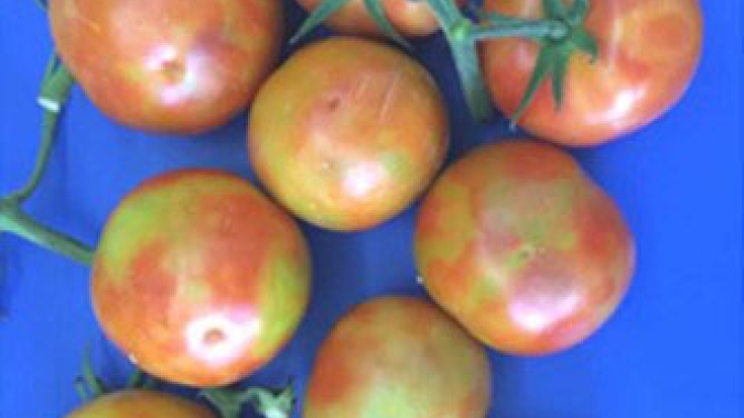 Ausente no Brasil, doença do tomate é registrada no norte da Argentina