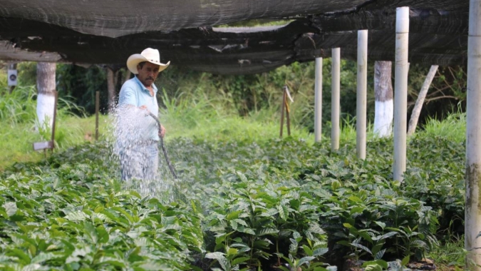 Depois de anos de crise, Honduras divulga mais de R$ 16 mi para renovação do parque cafeeiro