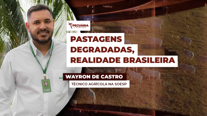 Pasto precisa ser encarado como cultura com atenção ao manejo da pastagem e do pastejo