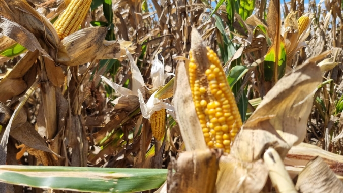 Ministério da Agricultura da Argentina reduz projeção da produção de milho nacional em 10%