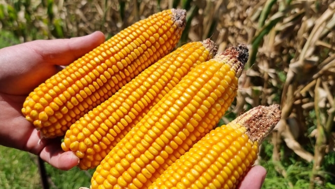 Bolsa de Buenos Aires aponta colheita do milho em 1,7% na Argentina e resultados heterogêneos