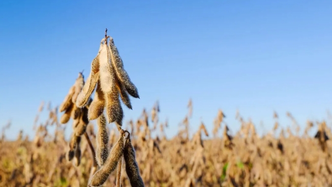 Soja caminha tímida e com estabilidade em Chicago à espera dos novos números do USDA nesta 5ª