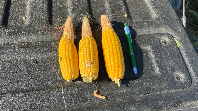 Milho abre a segunda-feira subindo em Chicago após reportes do ProFarmer Crop Tour
