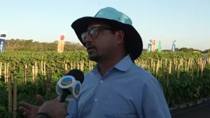 Após anos de defasagem, produtor de berinjela ganha nova cultivar