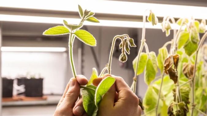 Parceria exclusiva entre Produce e a francesa Elicit Plant pretende difundir uso de extrato vegetal à base de fitoesterol