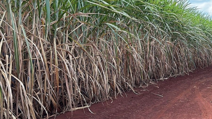 Após queimadas, produtores de cana-de-açúcar investem em fertilizantes organominerais para recuperar fertilidade do solo