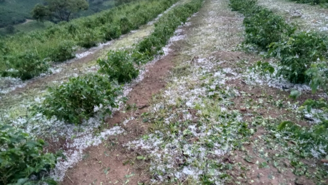 Após chuva de granizo em Cabo Verde/MG, presidente do Sindicato Rural da região orienta produtores atingidos