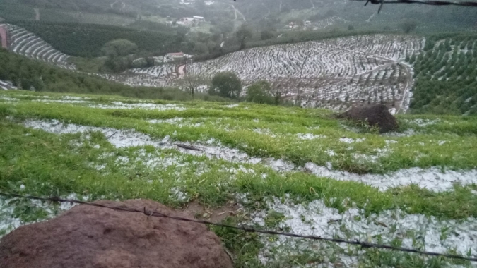 Chuva de granizo atinge lavouras de café em Cabo Verde/MG