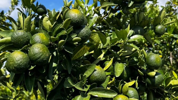 Safra de laranja 2024/25 apresenta irregularidades em algumas regiões de São Paulo; citricultores estão no aguardo de chuvas