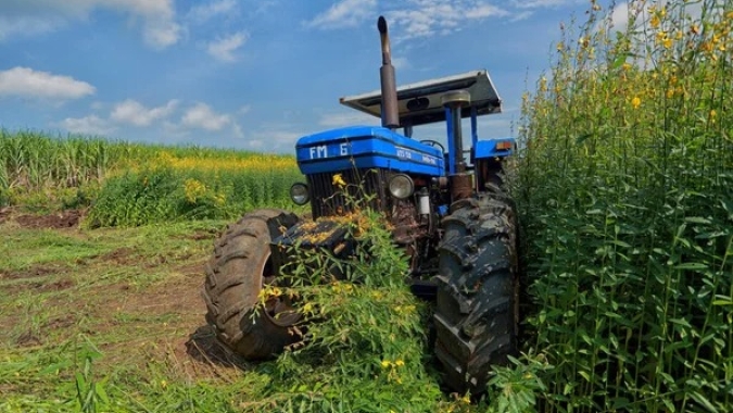 Crotalária: risco silencioso que ameaça a pecuária, o comércio de grãos e a imagem da agricultura brasileira