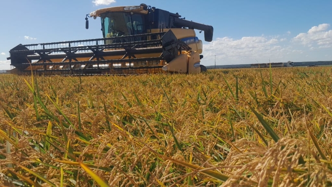 Colheitas de arroz e feijão entram na reta final pelo Brasil