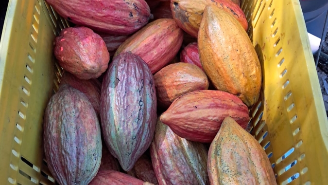 Chocolate terá novo padrão no Brasil: lei define percentual mínimo de cacau e muda regras de rotulagem