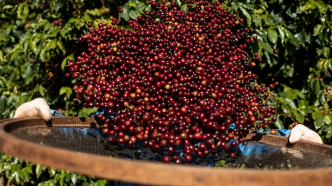 Preços do café recuam nas bolsas internacionais na manhã desta 3ª feira (11)