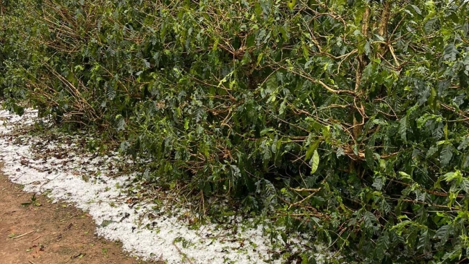 Granizo causa estragos em lavouras de café do Sul de Minas e preocupa produtores