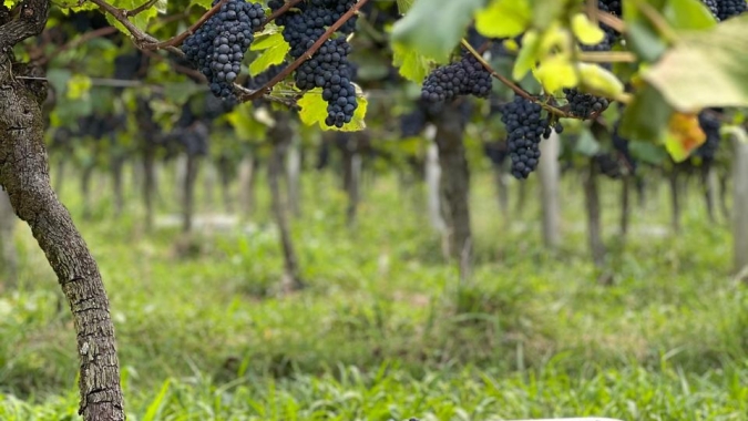 Produtores gaúchos enxergam safra da uva otimista para 2026