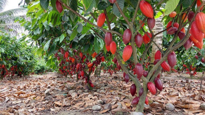 Produtores apostam em remineralização do solo para recuperar áreas degradadas e fortalecer fruticultura no interior da Bahia