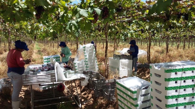 Acordo com a União Europeia gera oportunidades para conservadoras em EPS para uva de mesa, exportada principalmente pela região Nordeste do país