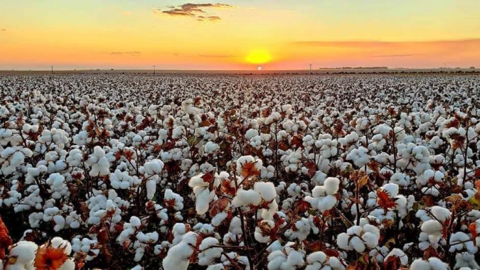 COTTON DAY : Com foco na produtividade Fundação Mato Grosso realiza dia de campo de algodão