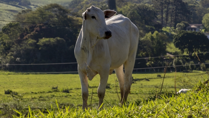 São Paulo: Preço médio diário registrou alta no aplicativo Agrobrazil