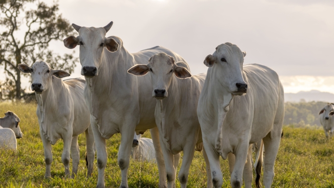 Terceira semana de setembro na plataforma Agrobrazil tem avanço na cotação média de São Paulo, Minas Gerais e Pará