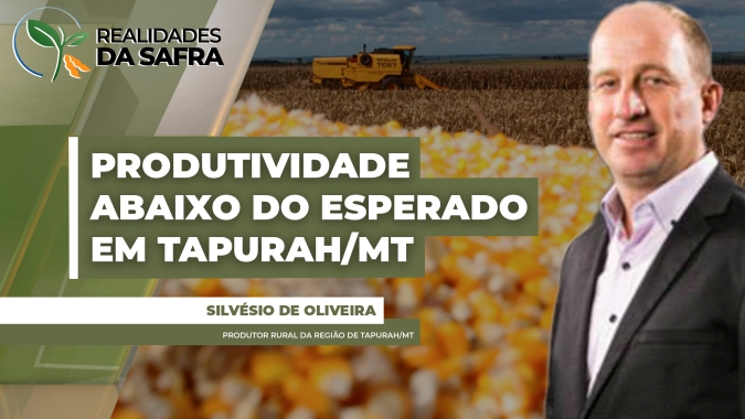 Colheita do milho entra na reta final com produtividades abaixo do esperado em Tapurah/MT