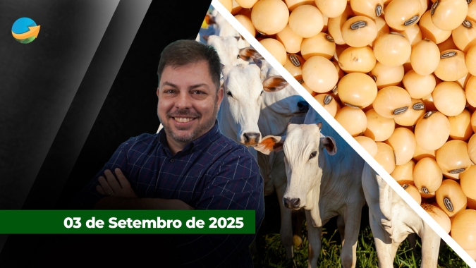 Nova alta para arroba em SP com boi China voltando aos R$320; Já a soja em Chicago perde quase 10 pontos com falta de demanda pelo grão americano