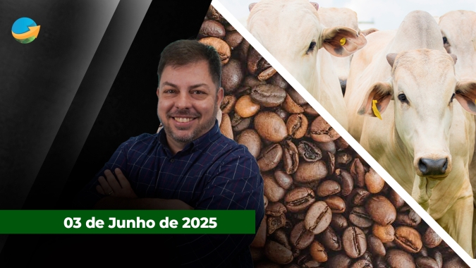 Boi: alta da arroba chega a São Paulo e movimento se repete em várias praças; preço do café perde força com avanço da colheita no Brasil