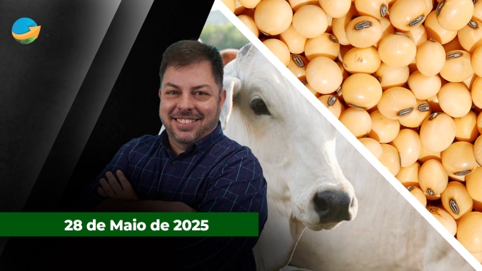 Pressão sobre arroba do boi gordo dá sinais de arrefecimento; milho e soja recuam em Chicago