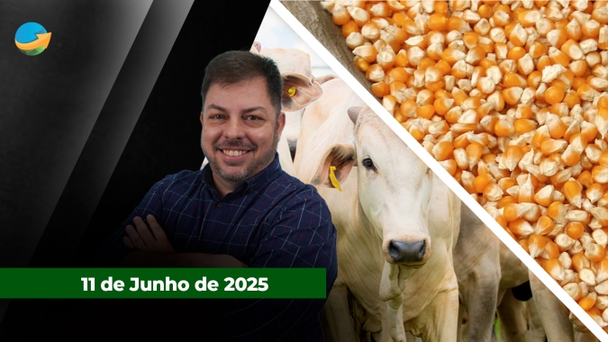 Rodada de alta para o boi gordo em várias praças pecuárias com boi China em SP próximo dos R$320/@; milho na B3 segue sob pressão