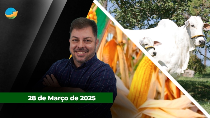 Arroba do boi em SP encerra semana com valorização de 1,6% enquanto cotações de milho e soja em Chicago aguardam pelo relatório do USDA